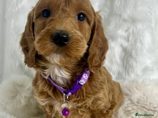 Goldendoodle dogs Outstanding quality fully tested Goldendoodle pups - Advert 6