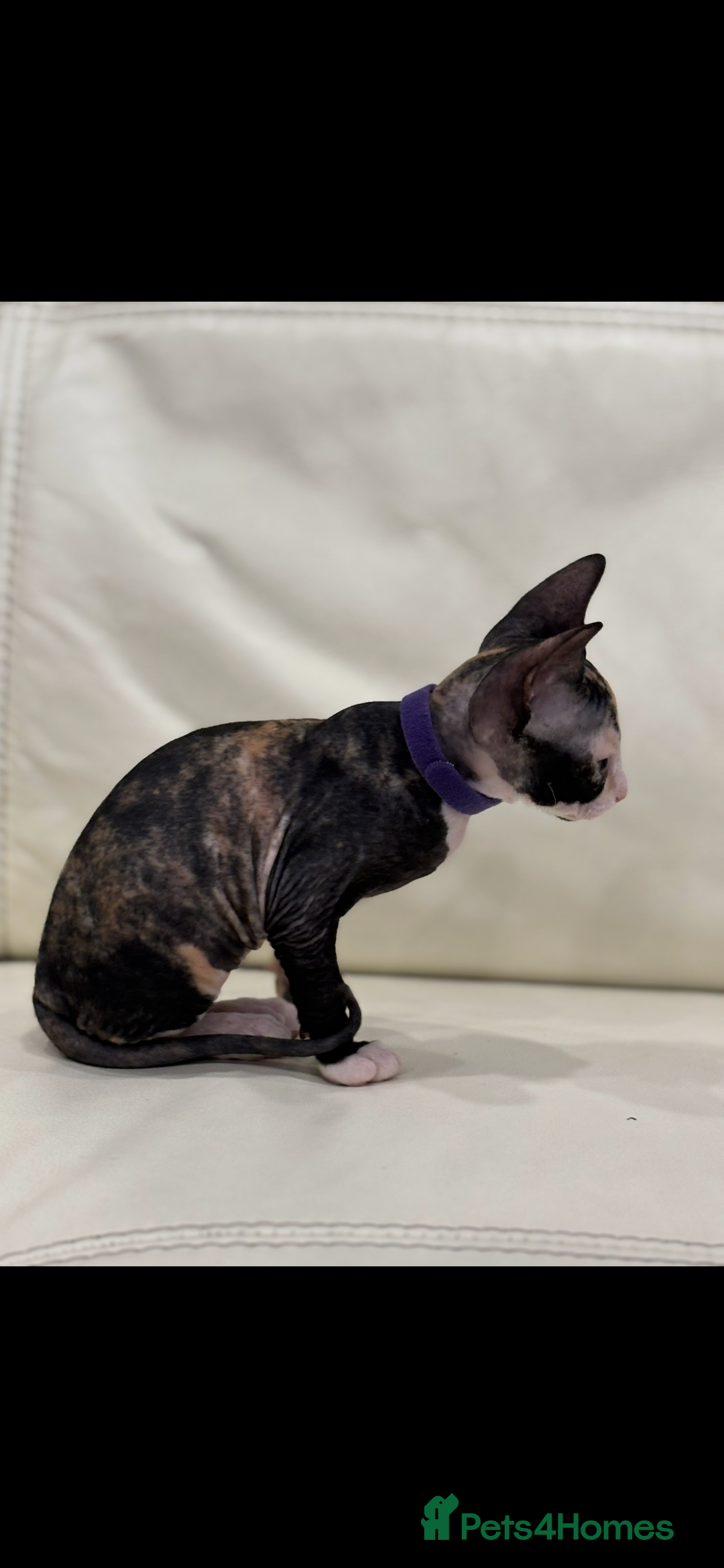 Sphynx cats for sale: Donskoy - Advert 28