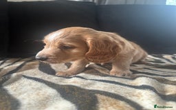 Mixed Breed dogs for sale: Patterdale X cocker spaniel  - Image 13
