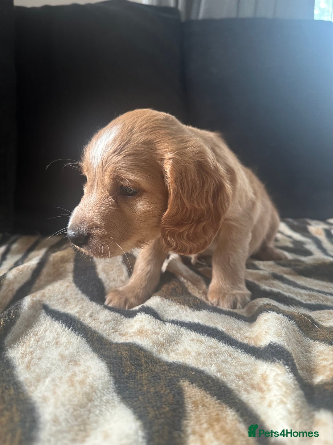 Mixed Breed dogs for sale: Patterdale X cocker spaniel  - Image 13