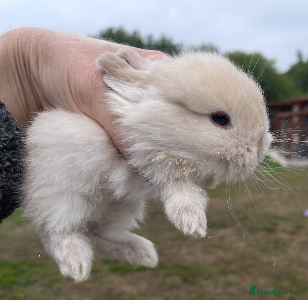Mini Lop rabbits for sale: Baby mini lops ready to reserve !! - Image 30