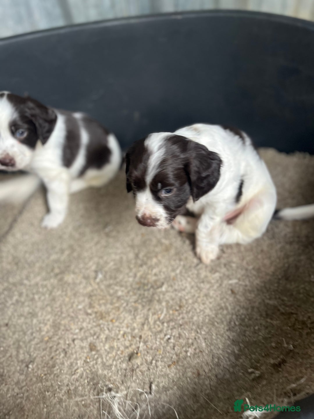 Cocker Spaniel dogs for sale: 2 boy spaniel puppies - Image 4