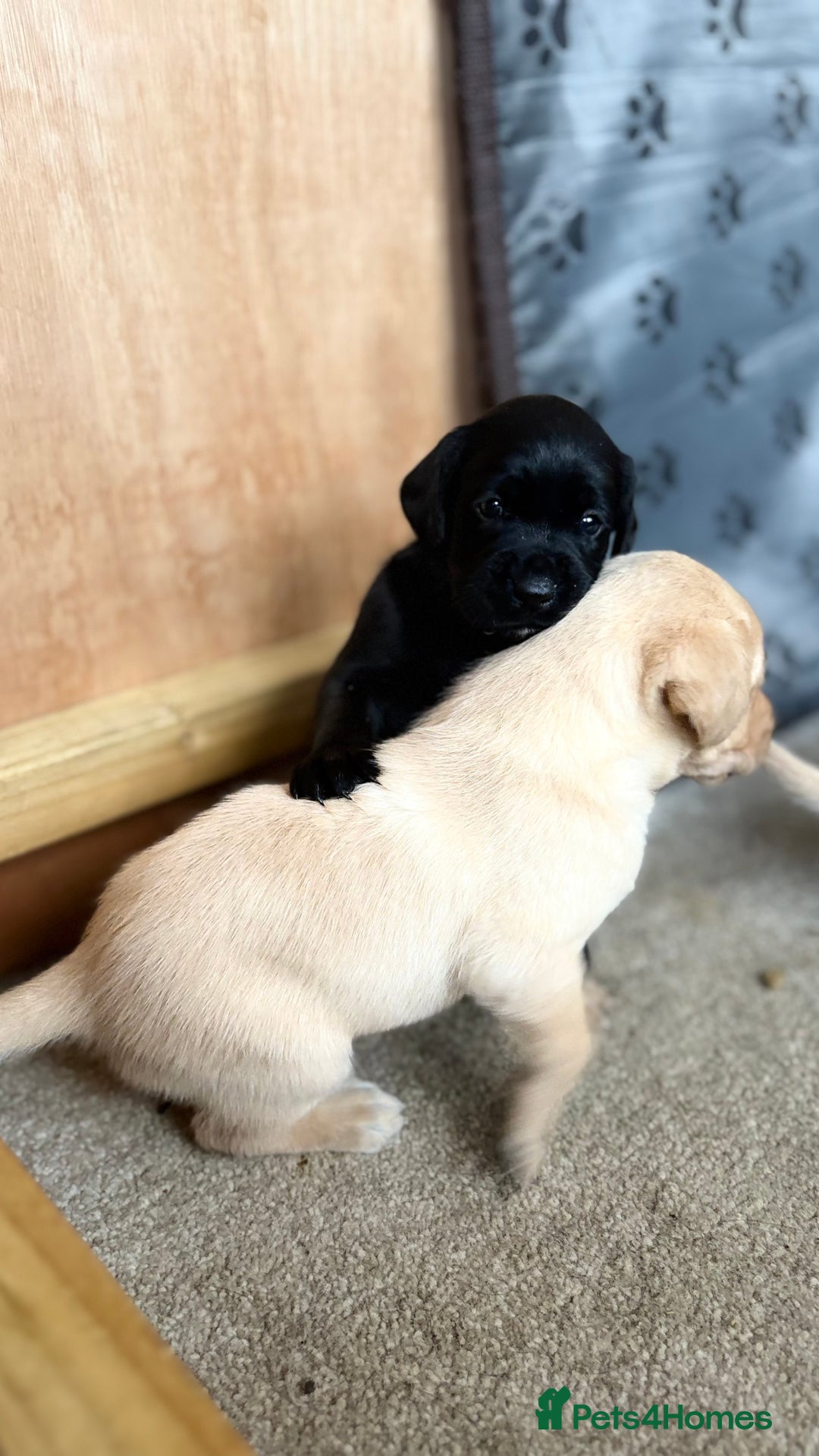 Labrador Retriever dogs for sale: KC Registered Labrador Puppies Ready 24th November - Image 1