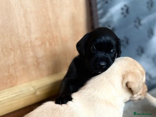 Labrador Retriever dogs - Advert 11