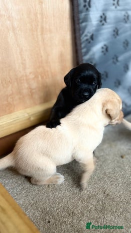 Labrador Retriever dogs - Advert 3
