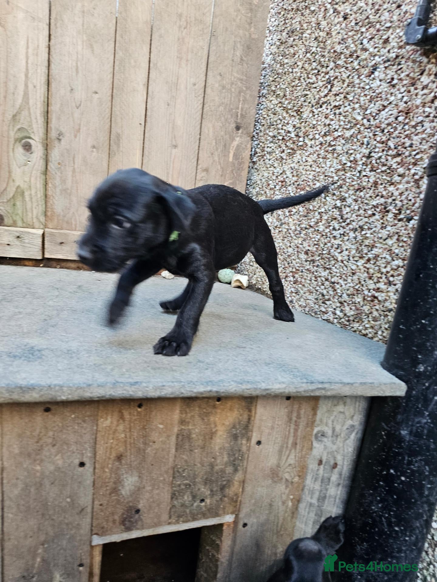 Patterdale Terrier dogs Last Patterdale Terrier Pup For Sale  - Advert 5