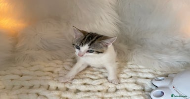 British Shorthair cats - Advert 2