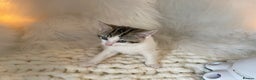 Domestic Shorthair cats for sale: Beautiful Fluffy Kitten.  - Advert 2