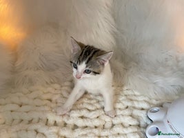 British Shorthair cats - Advert 2