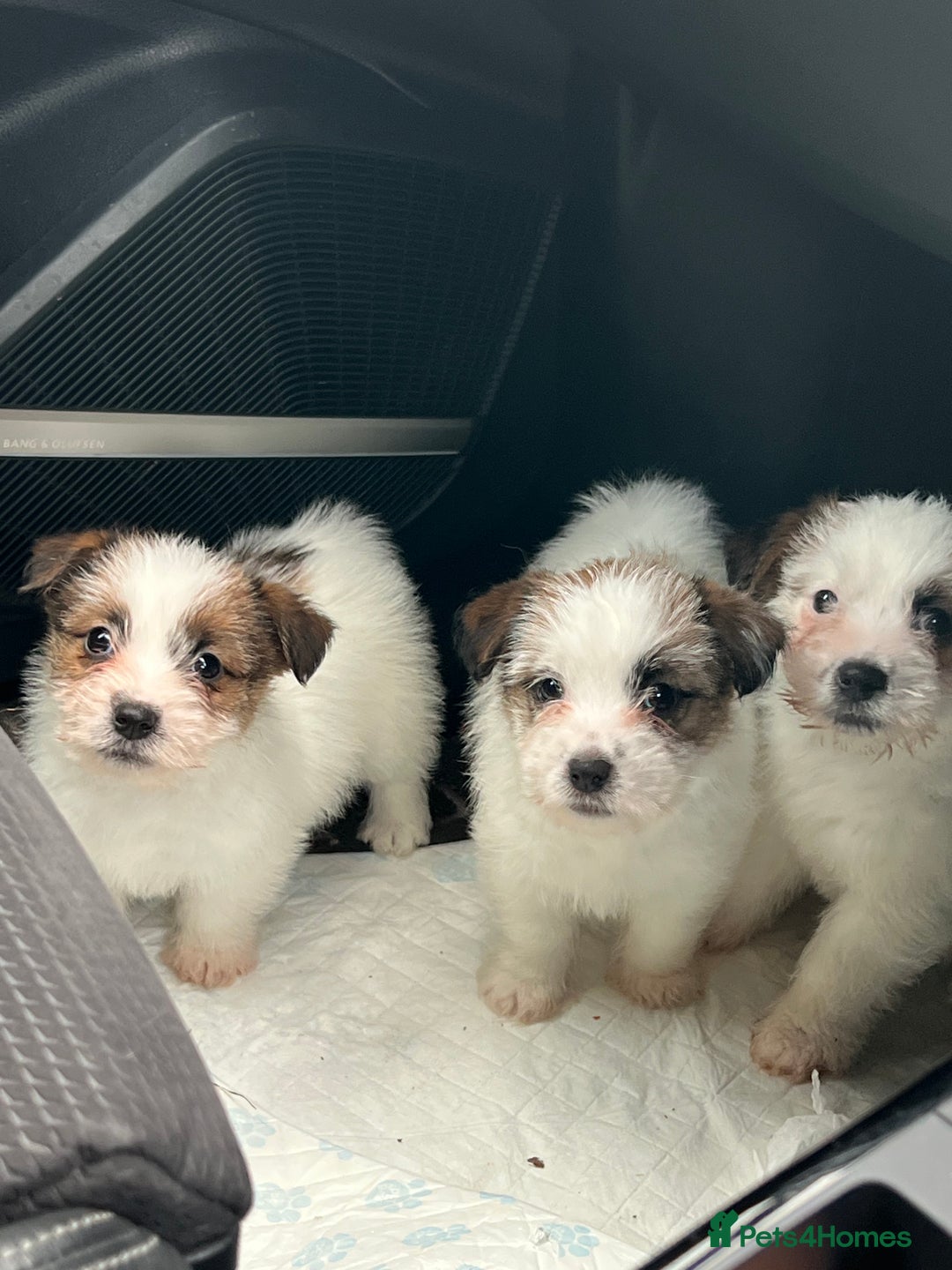 Jack Russell dogs for sale: KC registered rough coated JR pups - Advert 2