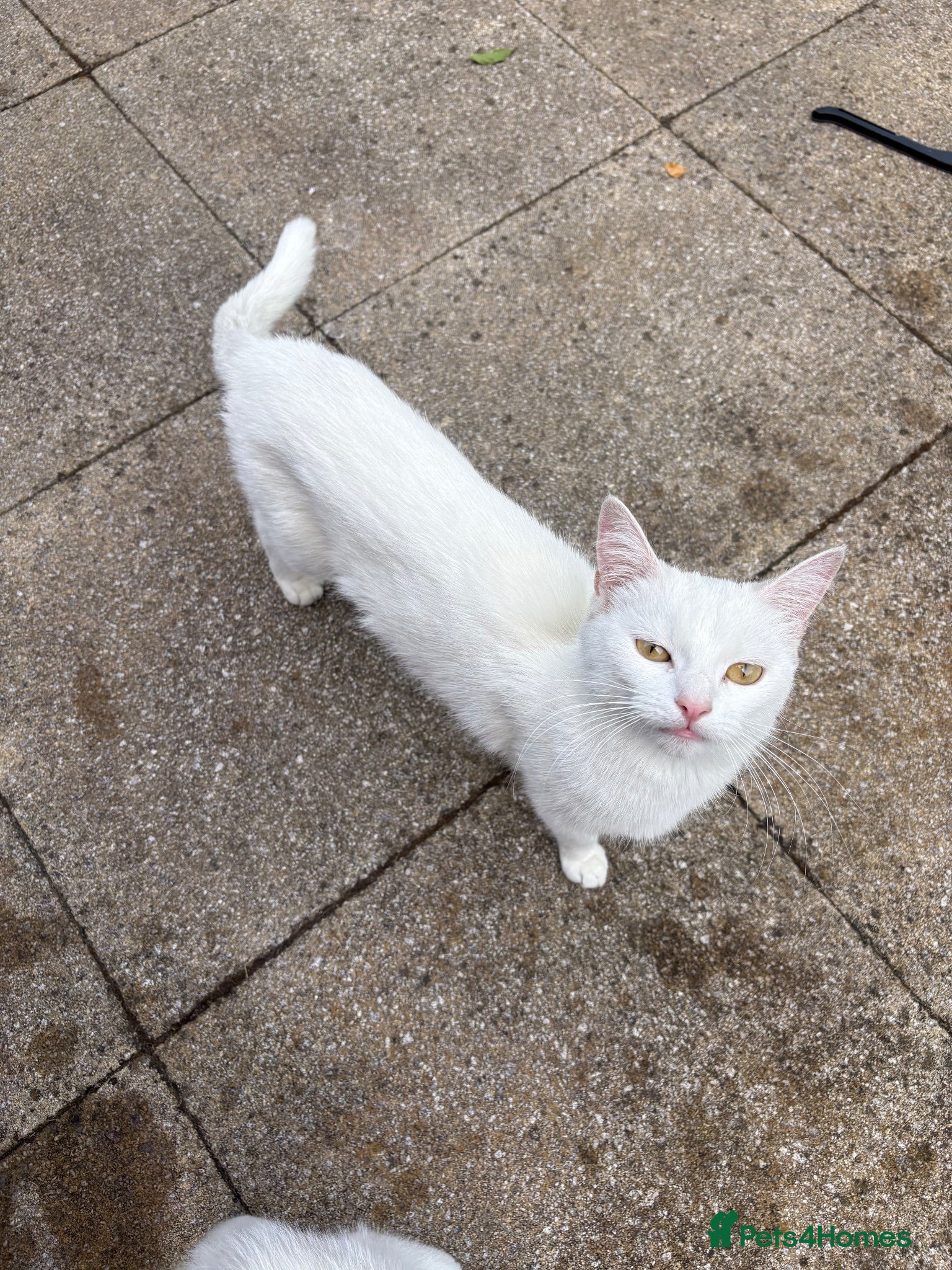Turkish Angora cats 3 white and 2 black cats for sale - Advert 5