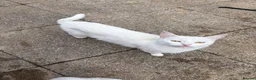 Turkish Angora cats for sale: 3 white and 2 black cats for sale in Oswestry - Advert 1