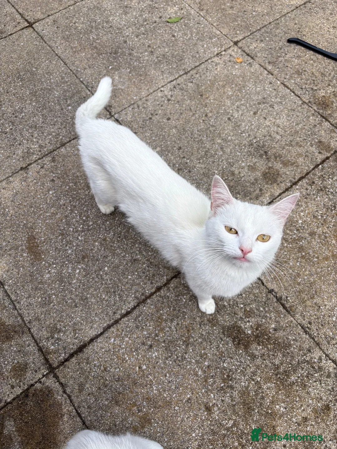 Turkish Angora cats for sale: 3 white and 2 black cats for sale in Oswestry - Advert 1