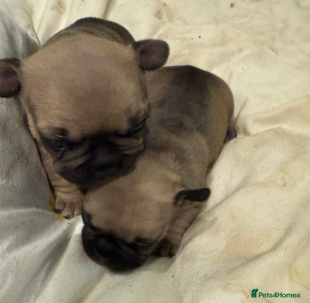 French Bulldog dogs for sale: Gorgeous Frenchie pups - Image 5