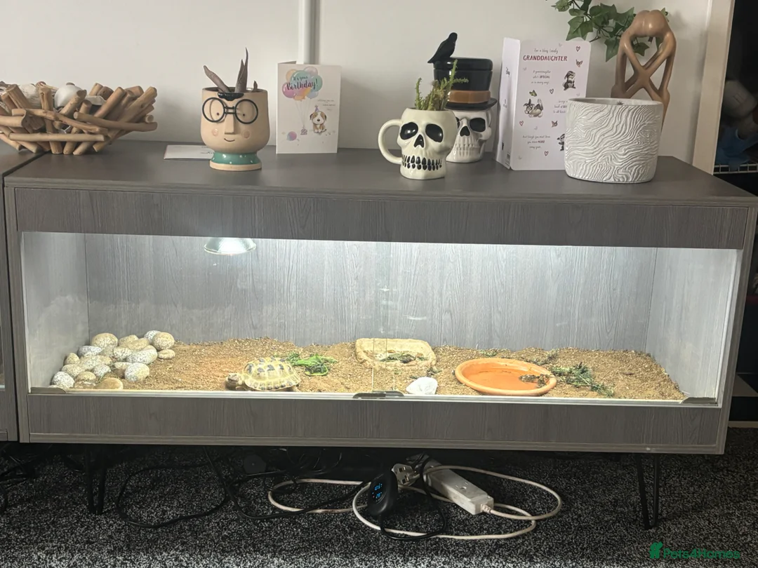 Tortoise reptiles for sale: Horsefield tortoise and viv  - Advert 2