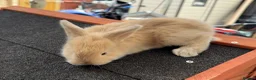 Continental Giant rabbits for sale: Gorgeous Conti/French Lop Bunnies ♥️ - Advert 9