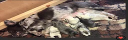 French Bulldog dogs for sale: Fluffy French bulldogs  - Advert 1