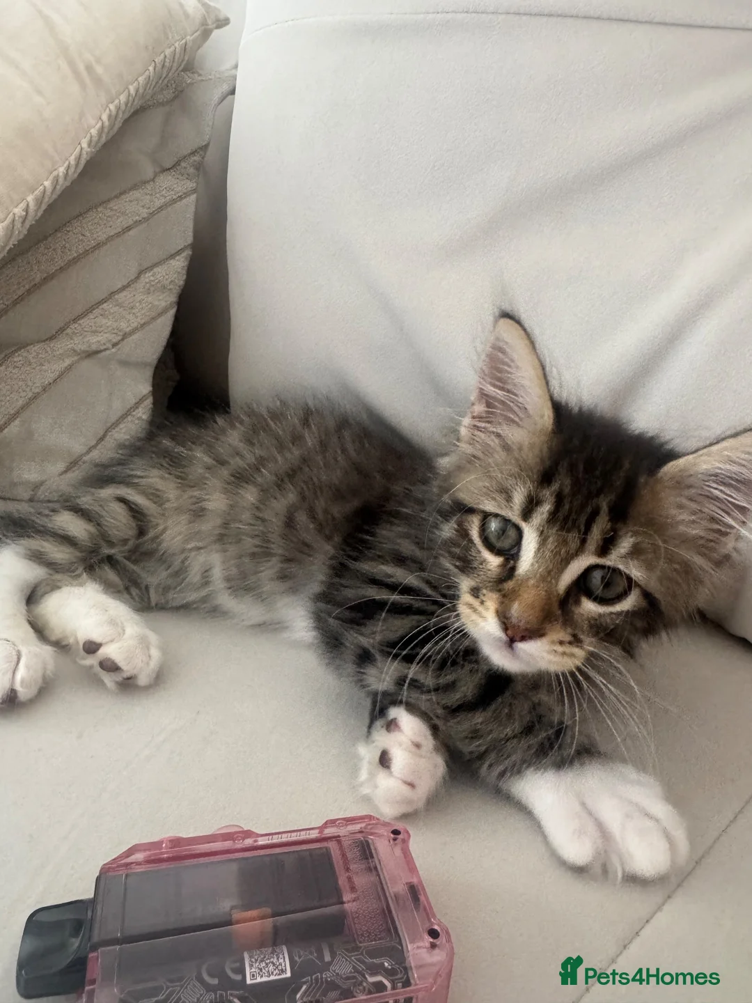 Mixed Breed cats for sale: Tiger tabby cat  - Advert 2