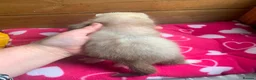 Ferret rodents for sale: Part Angora hob - Advert 5