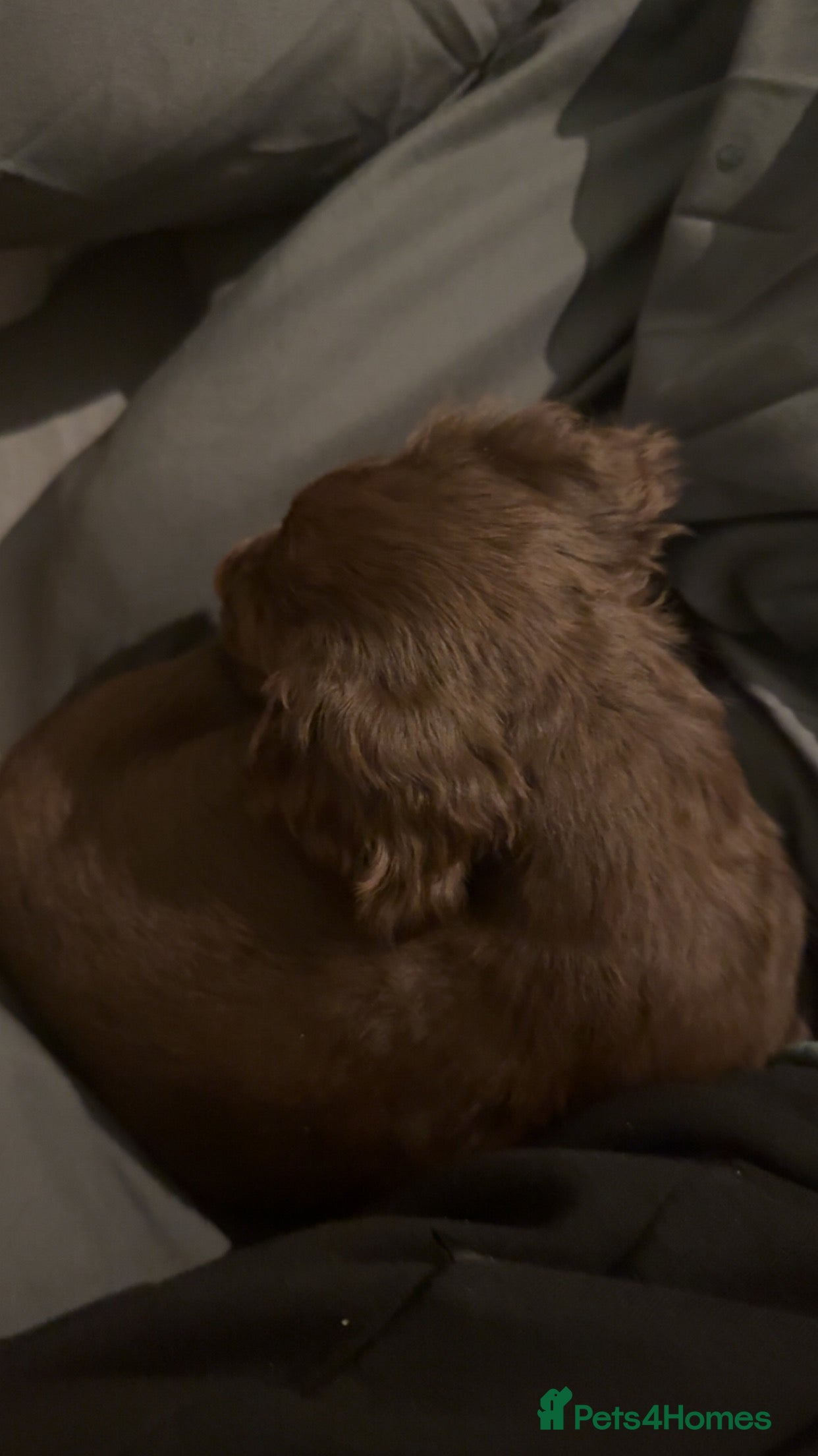 Cocker Spaniel dogs cocker spaniel in Bury Saint Edmunds - Advert 1