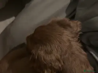 Cocker Spaniel dogs cocker spaniel in Bury Saint Edmunds - Advert 2