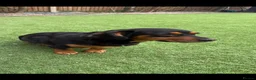 Mixed Breed dogs for sale: Beautiful dachsweiler girl for sale - Advert 8