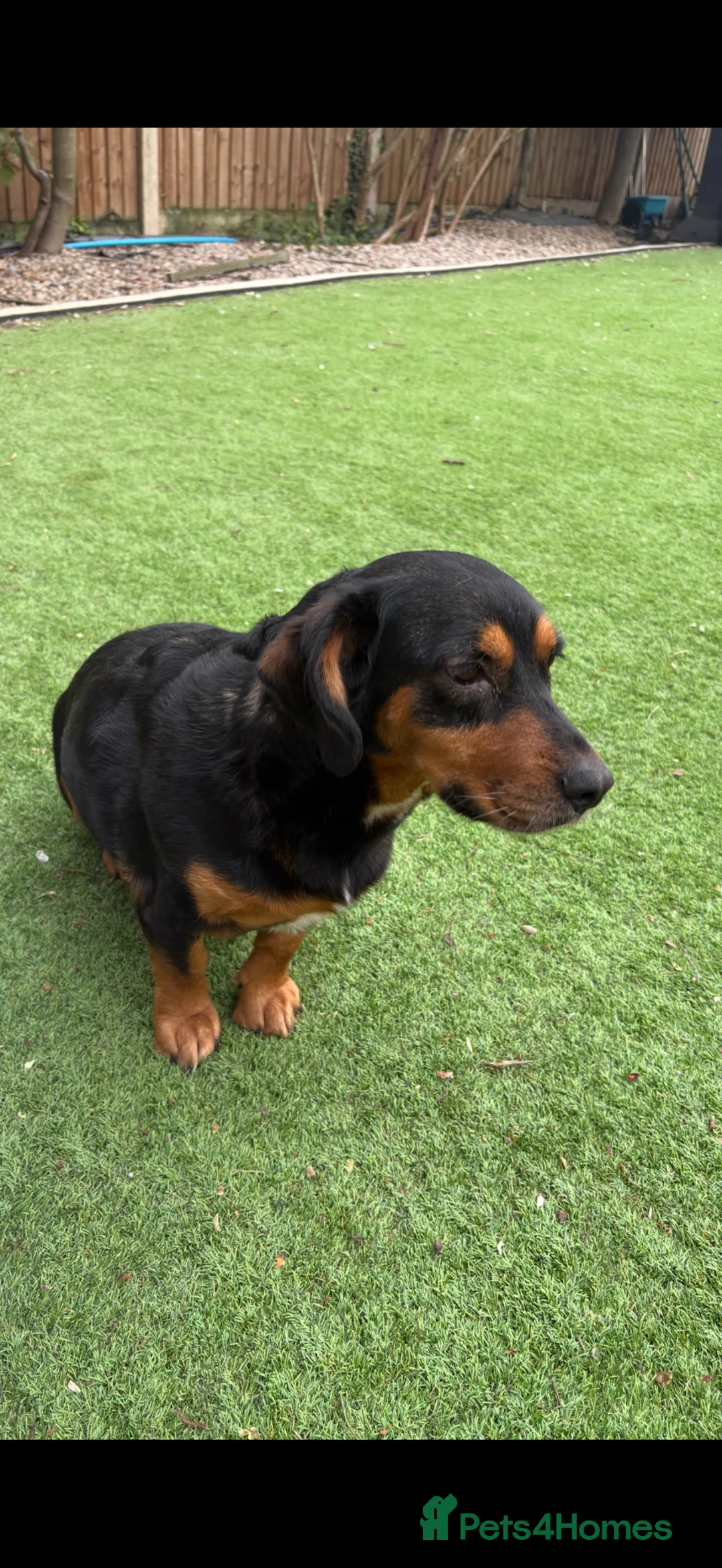 Mixed Breed dogs for sale: Beautiful dachsweiler girl for sale - Advert 8