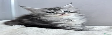 Maine Coon 3