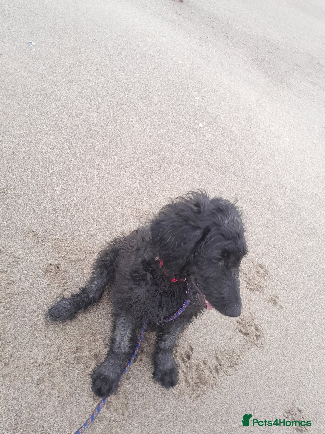 Goldendoodle dogs for sale: Beautiful 7 month old doodle - Advert 5