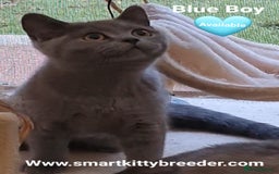 British Shorthair cats for sale: BSH Brother & sister READY NOW! GCCF reg.  in Lowestoft - Image 10