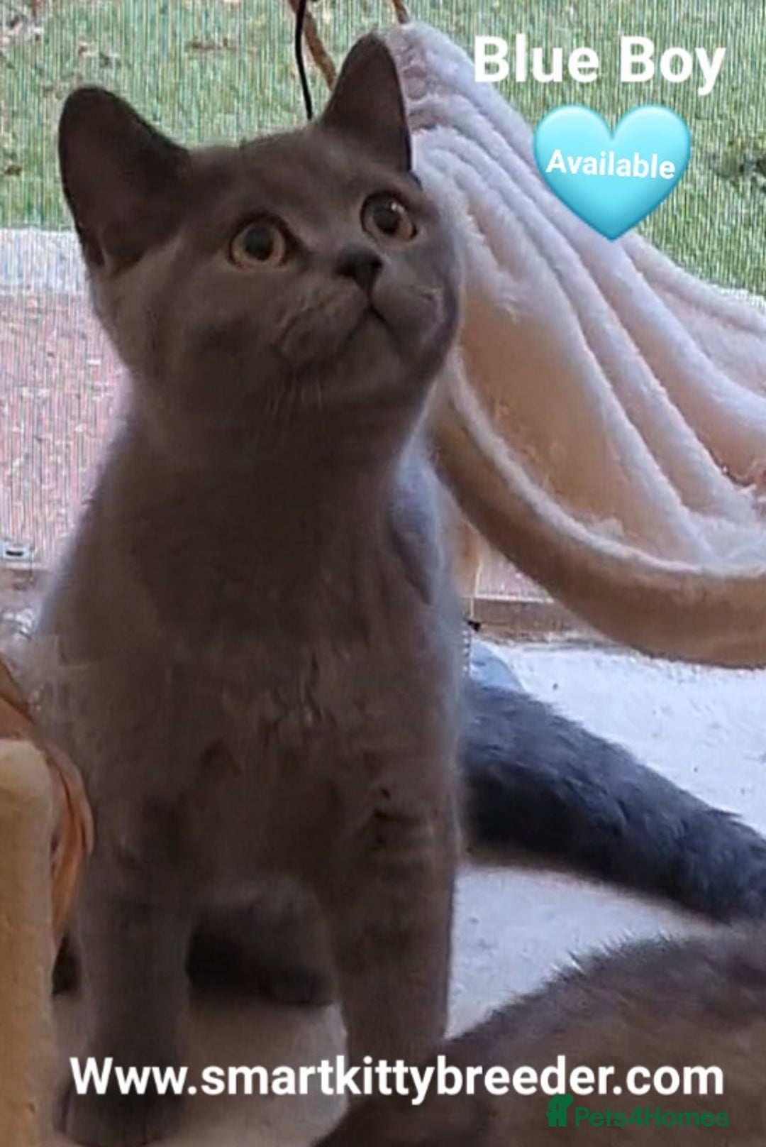 British Shorthair cats for sale: BSH Brother & sister READY NOW! GCCF reg.  in Lowestoft - Image 10