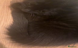 American Shorthair cats for sale: 8 weeks old black and white kitten - Image 8