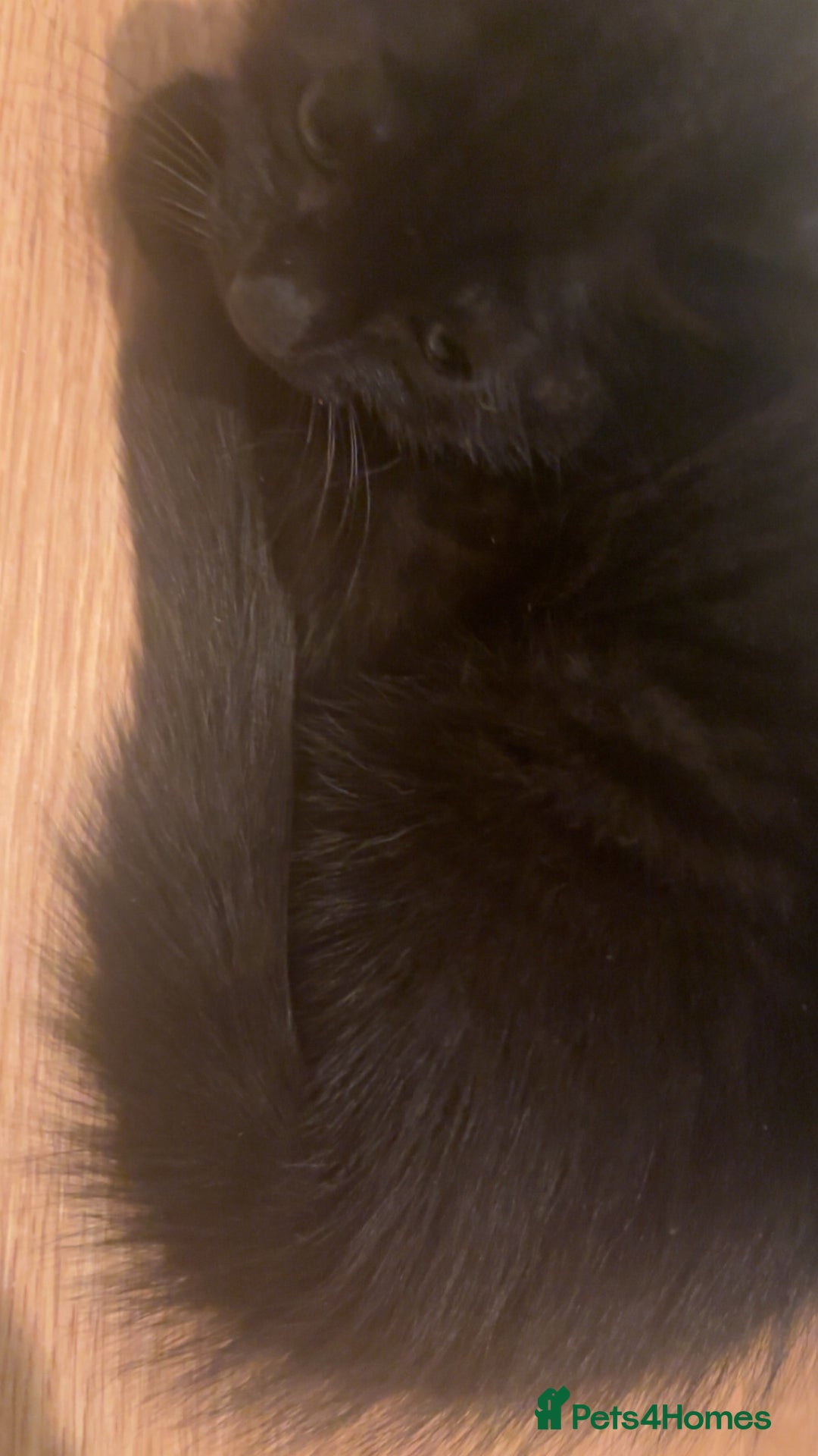 American Shorthair cats for sale: 8 weeks old black and white kitten - Image 8