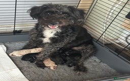 Bordoodle dogs for sale: F1B Bordoodle Puppies - Image 14