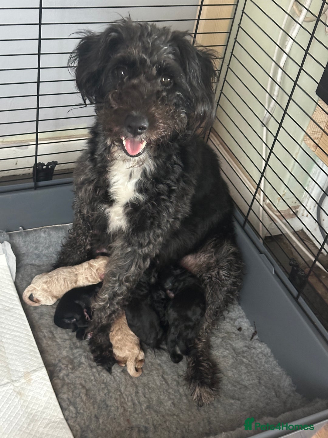 Bordoodle dogs for sale: F1B Bordoodle Puppies - Image 14