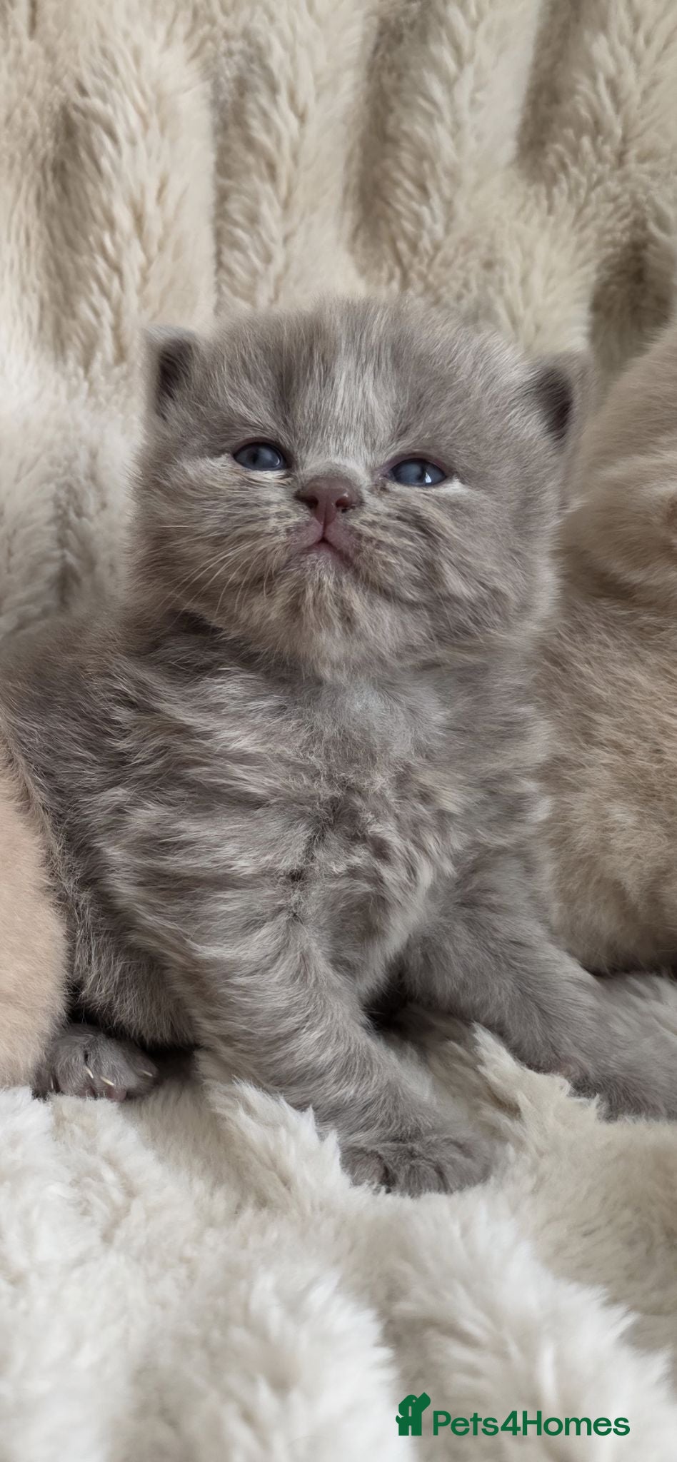 British Longhair cats Beautiful GCCF Registered British Longhair  - Advert 1