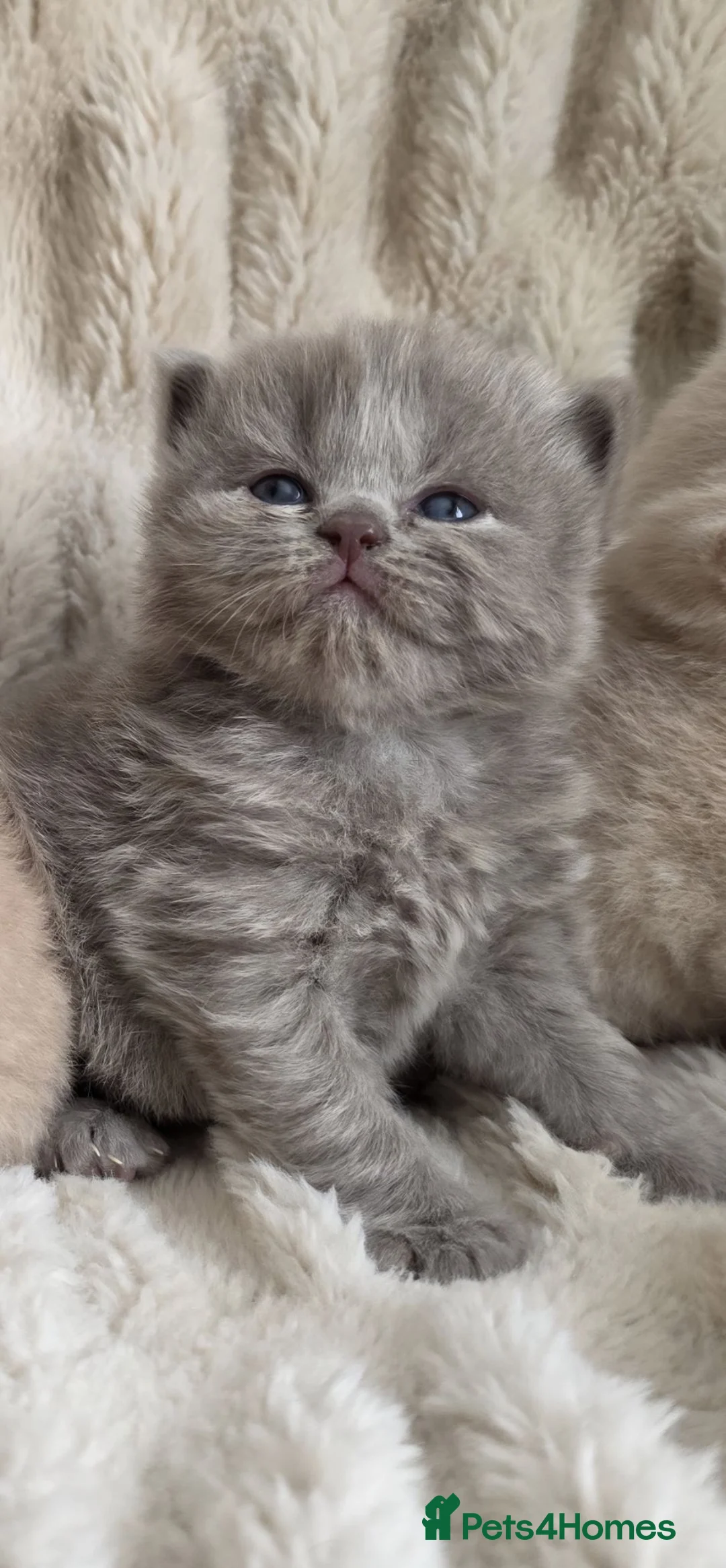 British Longhair cats for sale: Beautiful GCCF Registered British Longhair  - Advert 1