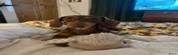 Dachshund dogs for sale: Alma 2 Year Old Spayed Female - Advert 3