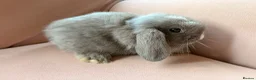 Mini Lop rabbits for sale: Pure mini lop bunnies reared indoors  - Advert 4