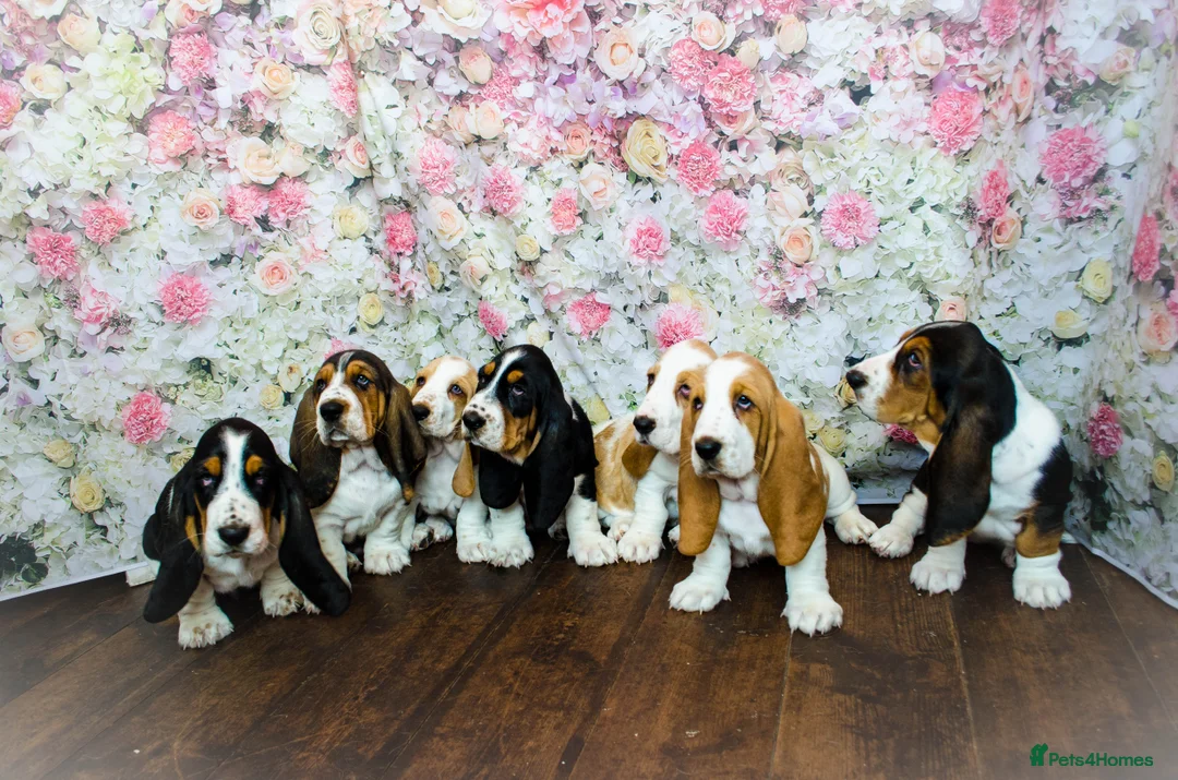 Basset Hound dogs for stud: Kc reg red and white proven Basset for stud in Cullompton - Advert 11