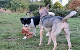 Mixed Breed dogs for adoption: SNOOPY - like a young Border Collie - Image 16