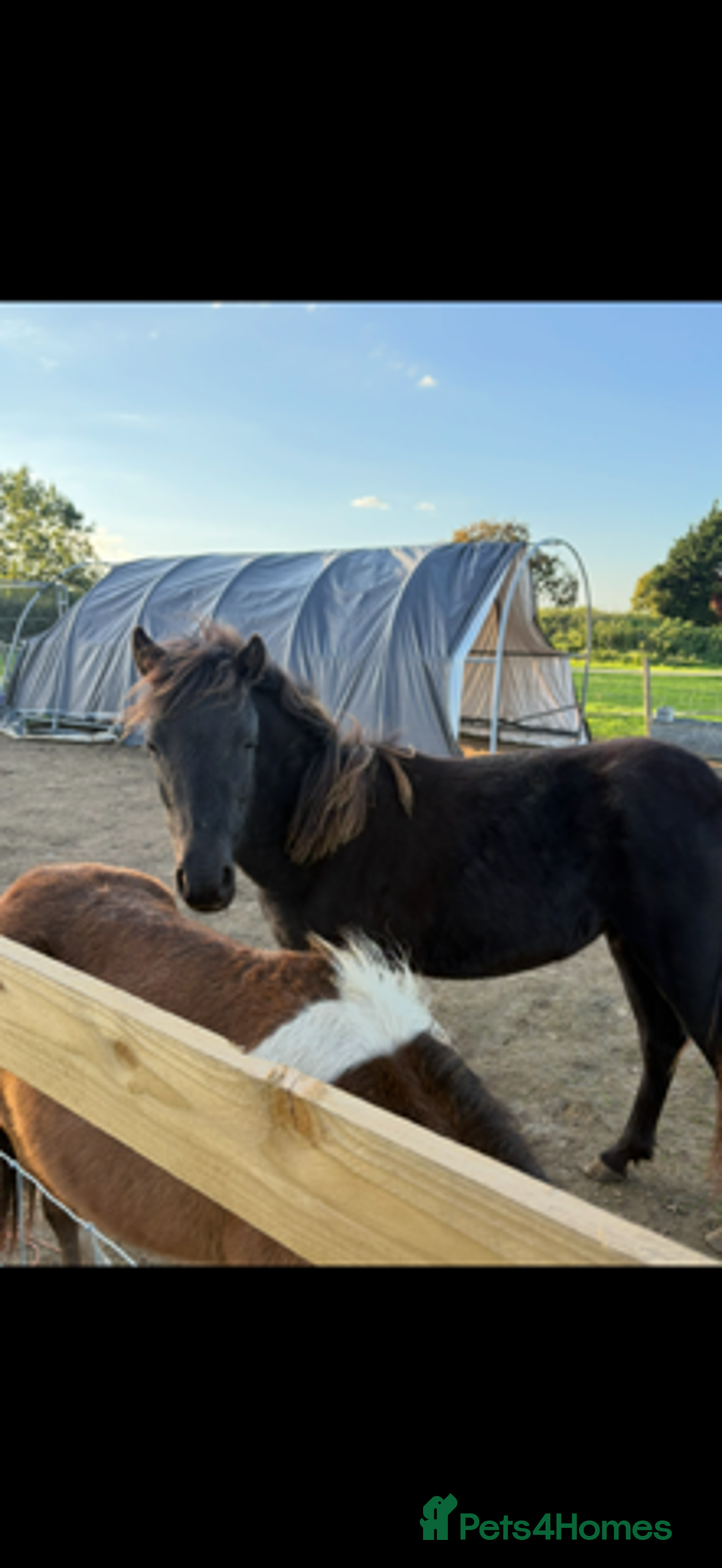 Gotland pony horses for sale: Dartmoor Hill pony  - Advert 6