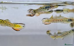 Live Bearers fish for sale: Guppy fish males tiger hybrids - Image 9
