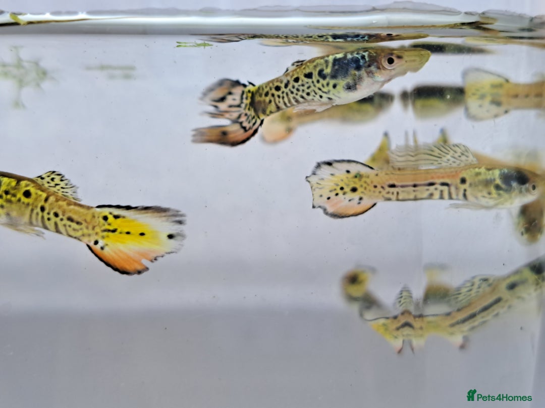 Live Bearers fish for sale: Guppy fish males tiger hybrids - Image 9