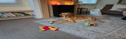 Labrador Retriever dogs for sale: Labrador Retriever puppies in Haverhill - Advert 4