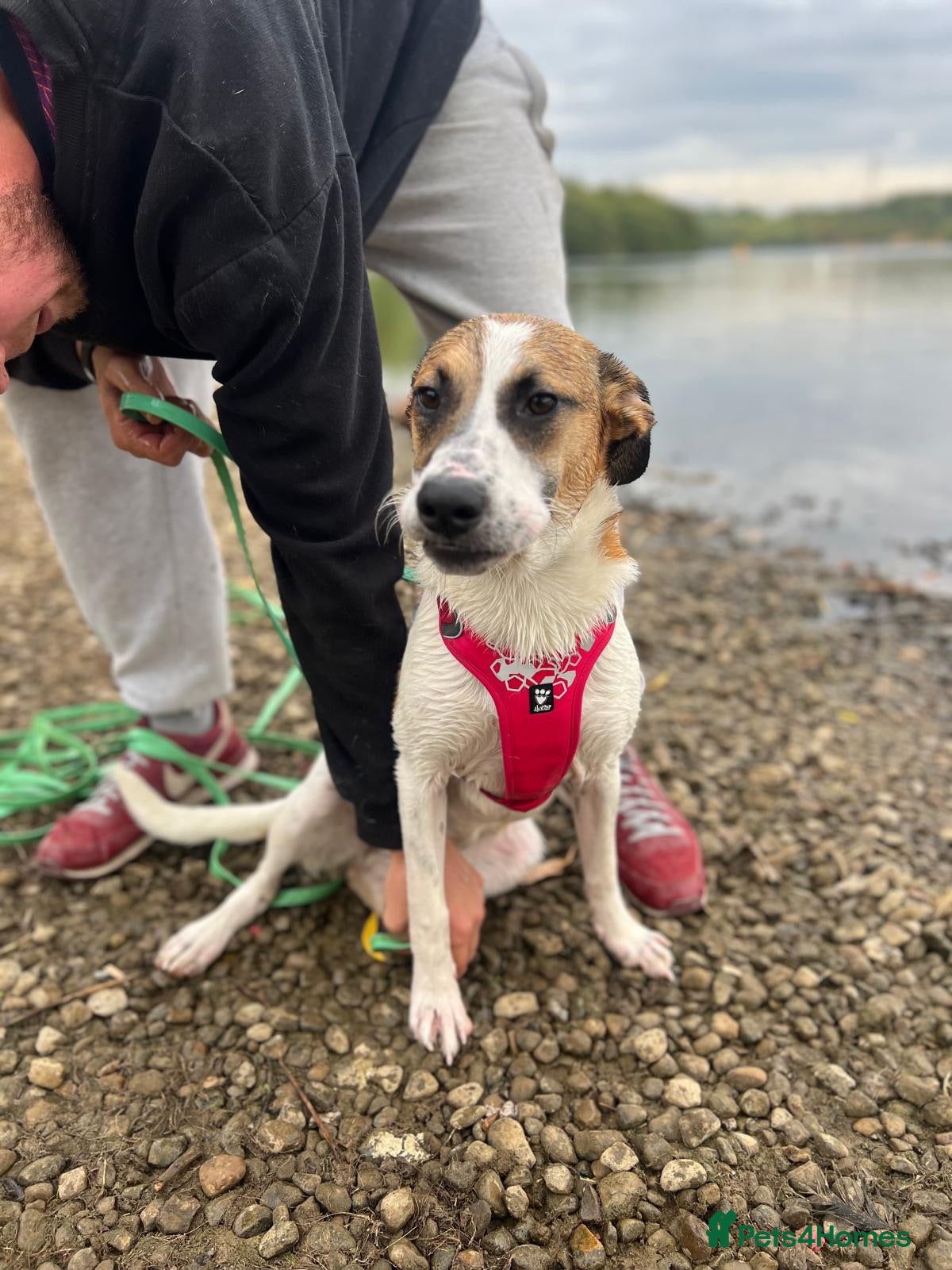 Mixed Breed dogs Jillie 🐾 - Advert 16