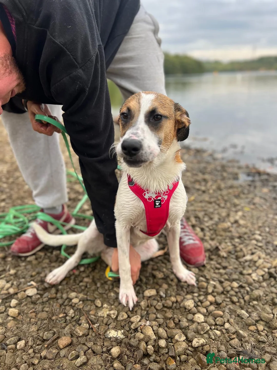 Mixed Breed dogs for adoption: Jillie 🐾 - Advert 1