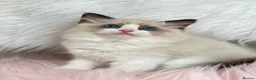 Ragdoll cats for sale: Cute chunky purring ragdoll girls - Advert 6