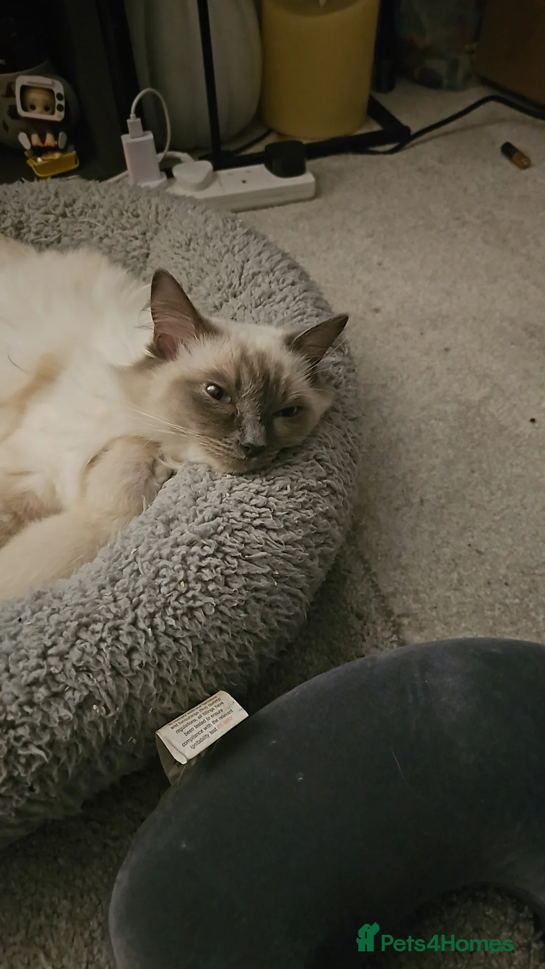 Ragdoll cats for sale: Blue point kittens for sale - Advert 12