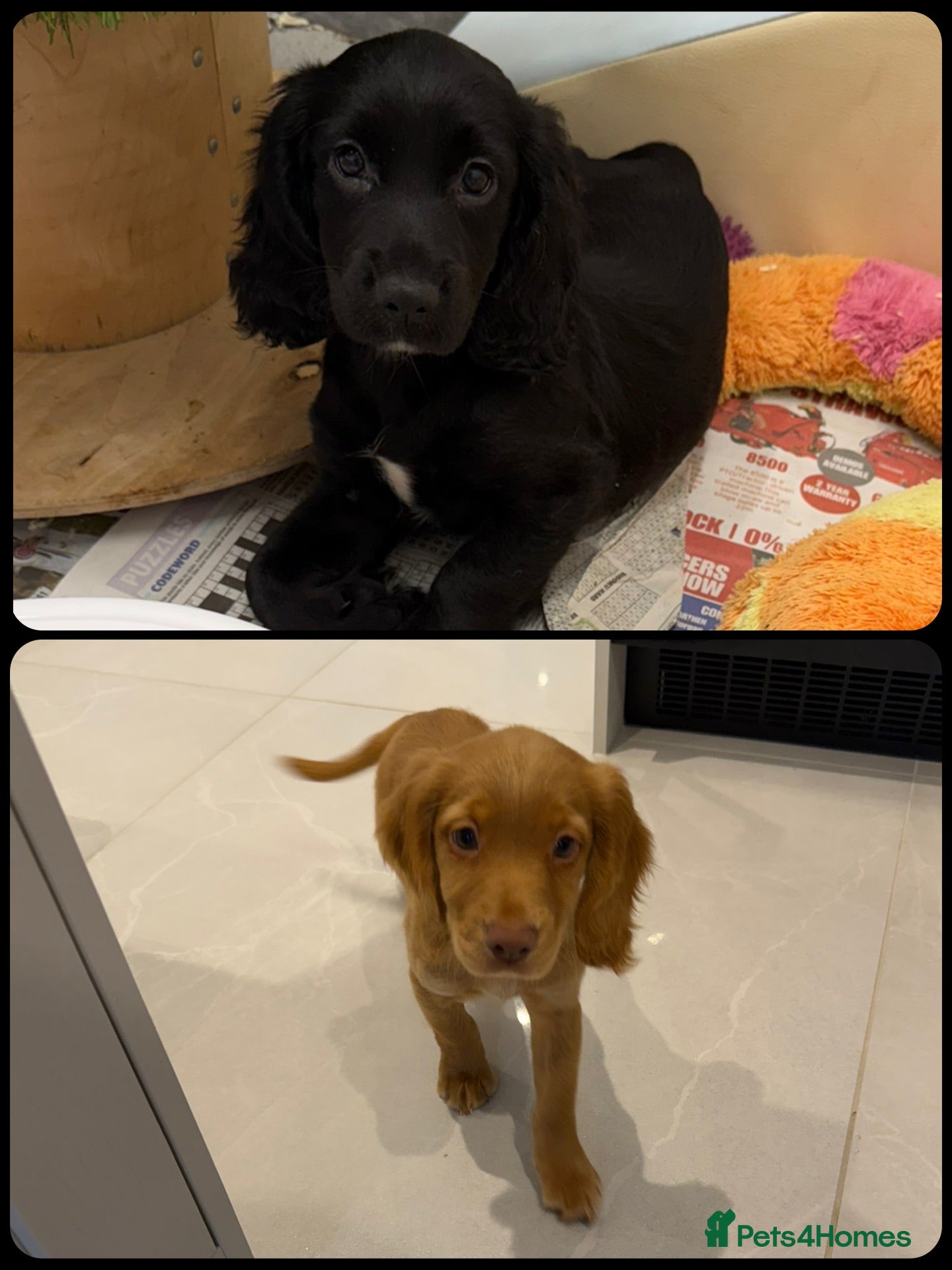 Cocker Spaniel dogs KC Registered Working Cocker Spaniels - Advert 2